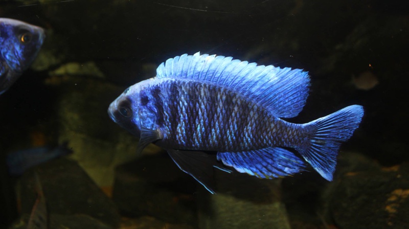 Copadichromis cyaneus 'Zimbawe Rock'